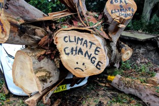 climate change tree trunk (1 of 1)